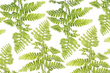 taze yeşil yapraklar 