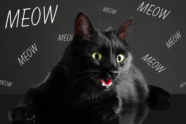 Söt katt och ordet Meow — Stockfoto