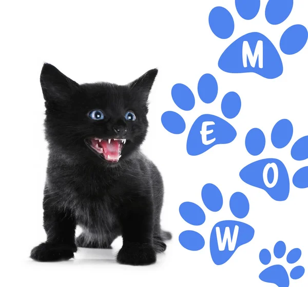 Cute kitten and word MEOW — Stock Photo, Image