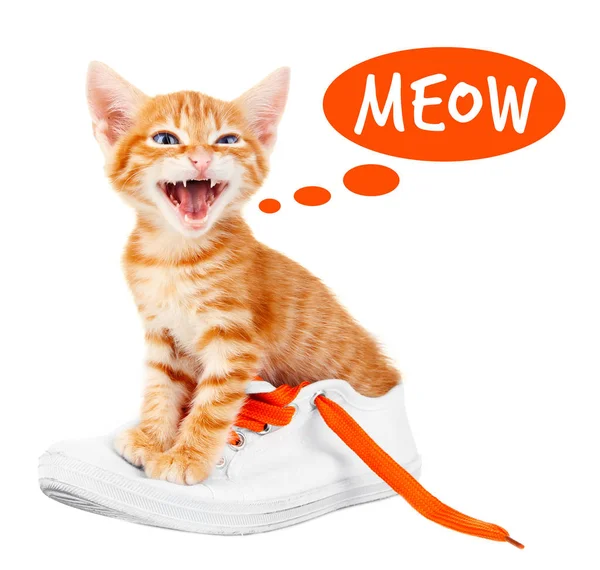 Cute kitten and word MEOW — Stock Photo, Image