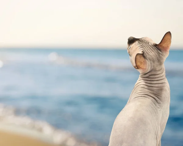 Schattige kat aan kust — Stockfoto