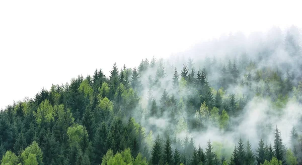 Floresta verde árvores — Fotografia de Stock