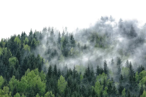 Зеленые леса — стоковое фото