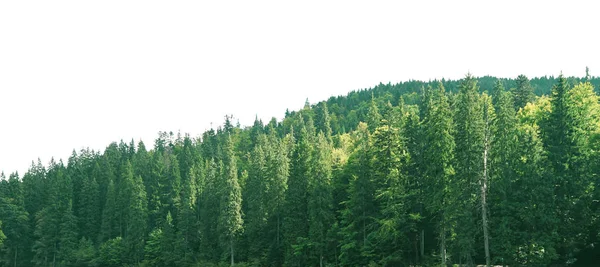 Πράσινο δασικών δένδρων — Φωτογραφία Αρχείου