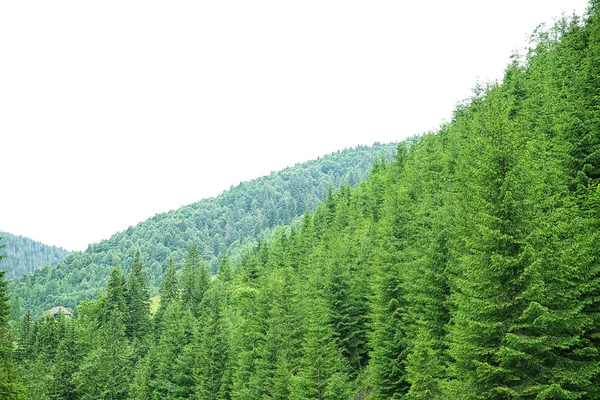 Πράσινο δασικών δένδρων — Φωτογραφία Αρχείου