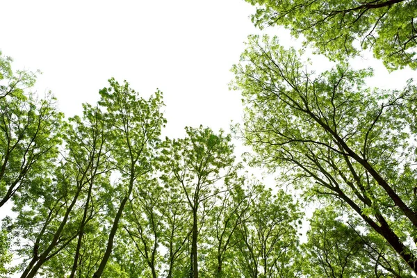 녹색 숲 나무 — 스톡 사진
