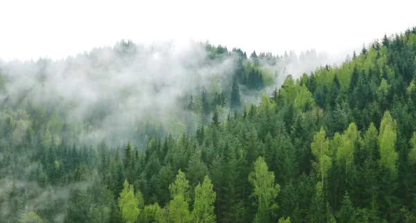 Alberi della foresta verde — Foto Stock