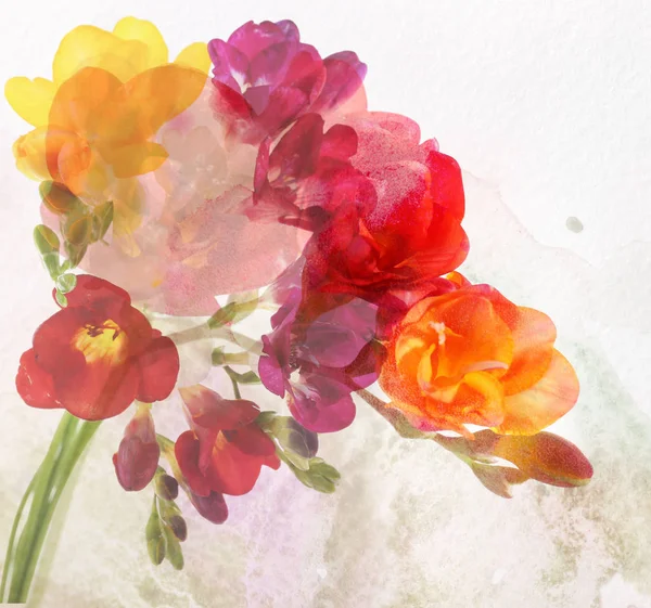 Beautiful fresh flowers — Stock Photo, Image