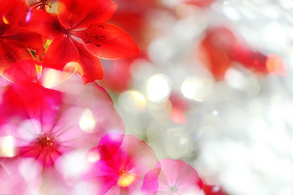 Schöne zarte Blumen — Stockfoto