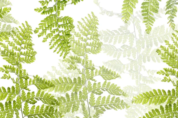 Fresh Green leaves — Stock Photo, Image