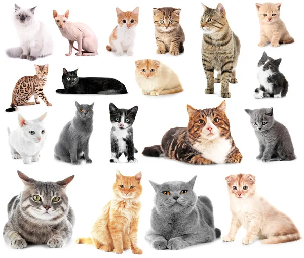 Collage of cute cats Stock Photo