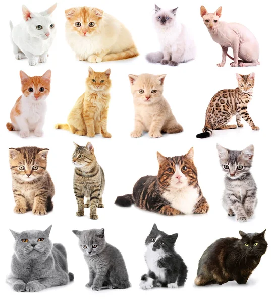 Collage of cute cats Royalty Free Stock Images