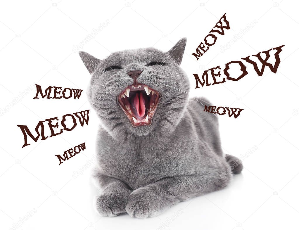 Cute cat and word MEOW 