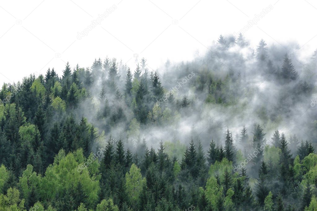 green forest Trees 