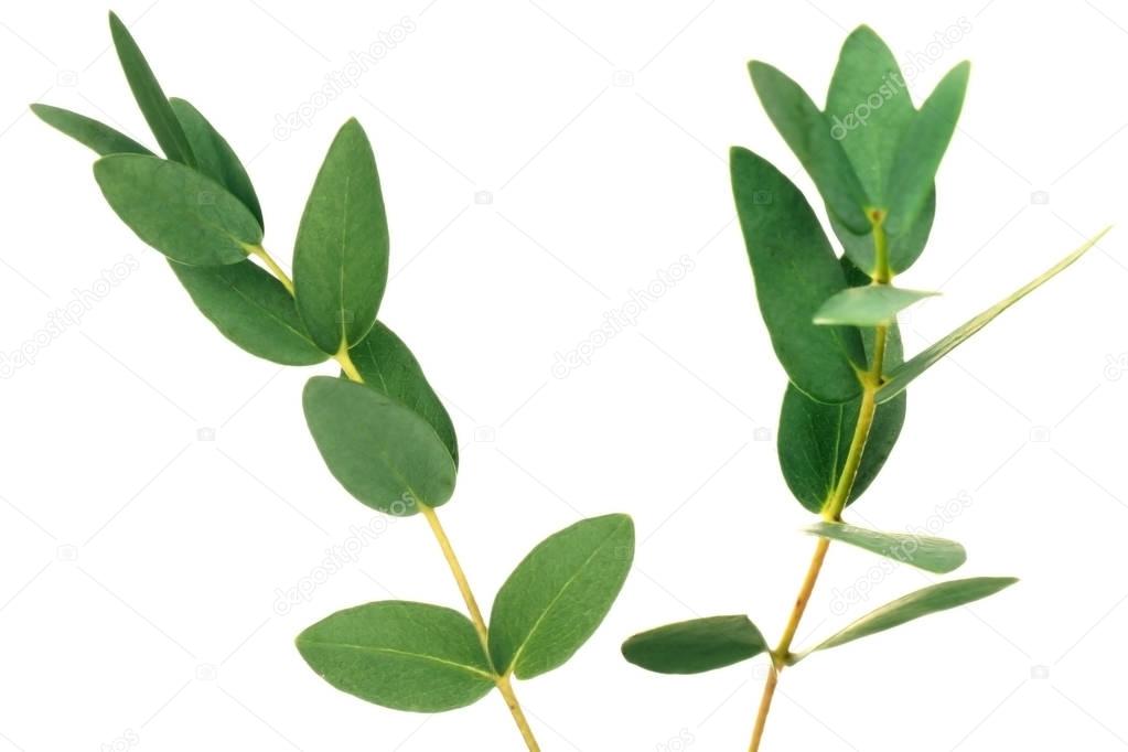 Green eucalyptus branches