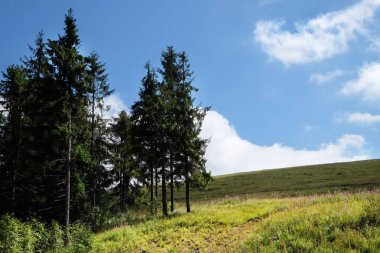Dağ tepeler üzerinde yeşil ağaçlar