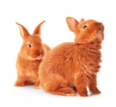 Şirin komik tavşan