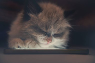 cep telefonu ile yavru kedi