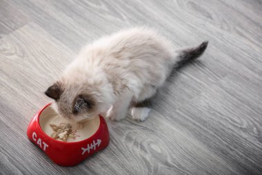 Sevimli küçük yavru kedi yemek