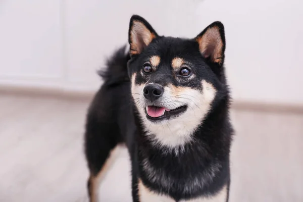 Sevimli küçük Shiba Inu köpek — Stok fotoğraf