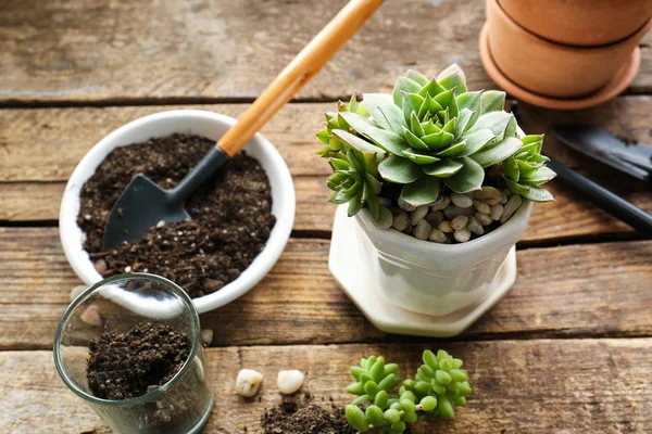 Güzel succulents süreçte 