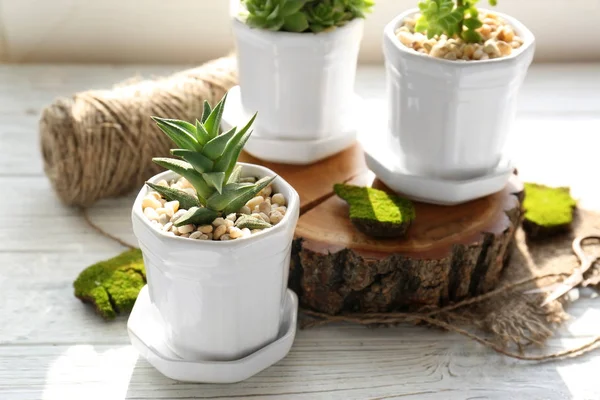 Belle piante d'appartamento in vaso — Foto Stock