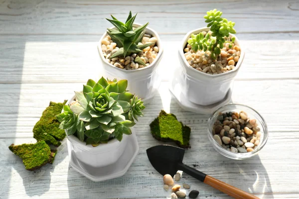 Replanter de belles plantes succulentes — Photo