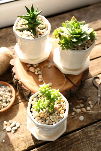 Hermosa composición de plantas de interior —  Fotos de Stock