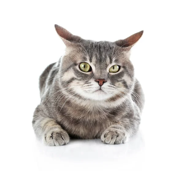 Cute funny cat — Stock Photo, Image