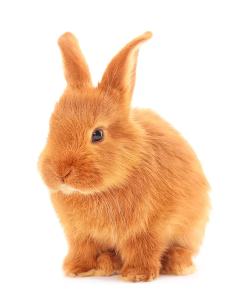 Lindo conejo divertido —  Fotos de Stock