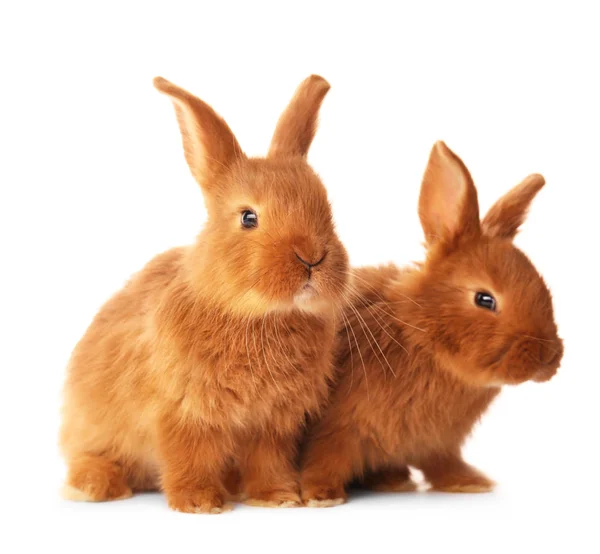 Niedliche lustige Kaninchen — Stockfoto