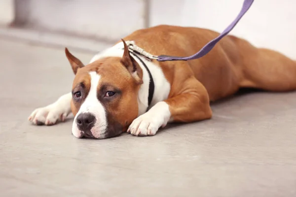 Cute funny dog — Stock Photo, Image