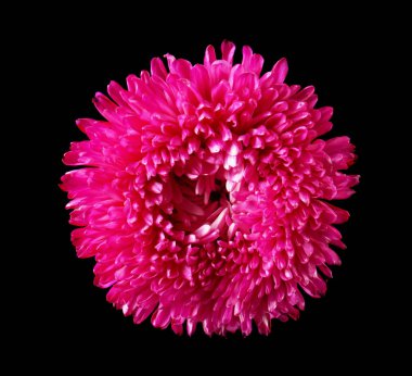 güzel pembe çiçek