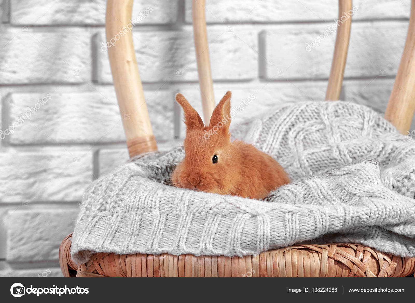 Funny rabbit Stock Photos, Royalty Free Funny rabbit Images | Depositphotos