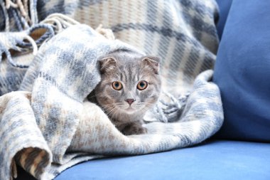 Tatlı kedi yalan söylüyor.