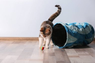 şirin komik kedi