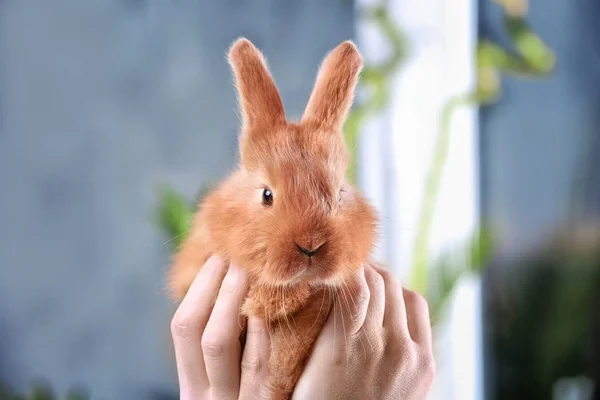 Carino divertente coniglio — Foto Stock