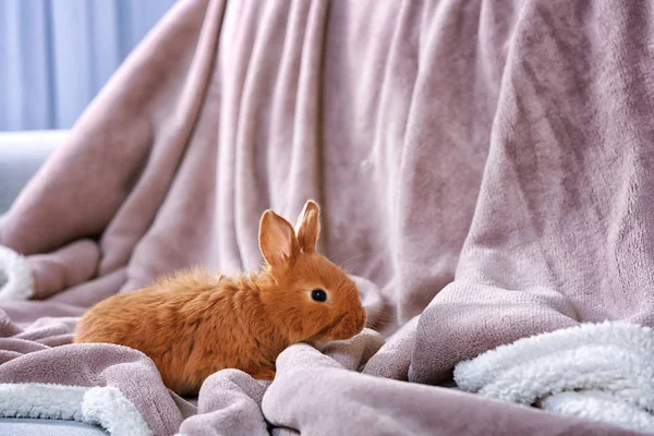 Lindo conejo divertido — Foto de Stock