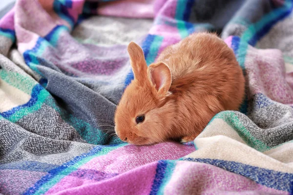 Carino divertente coniglio — Foto Stock