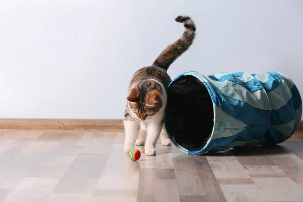 Carino gatto divertente — Foto Stock