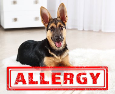 Hayvan Anti kavramı