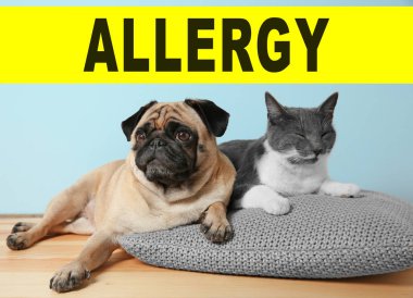 Hayvan Anti kavramı