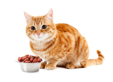Şirin kedi ve kuru gıda ile kase