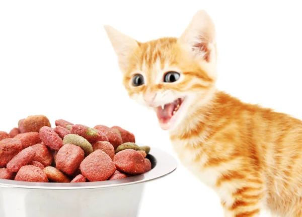 Cute kitten and bowl — Stock Photo, Image