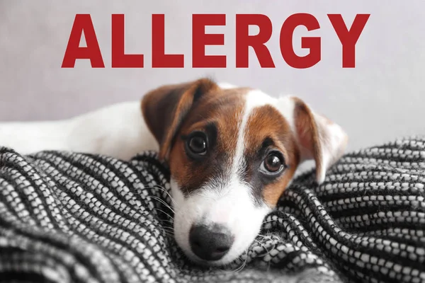 Allergiekonzept für Tiere — Stockfoto