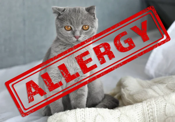 Allergiekonzept für Tiere — Stockfoto