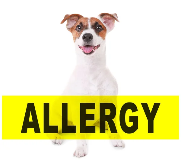 Έννοια των ζώων αλλεργία — Φωτογραφία Αρχείου