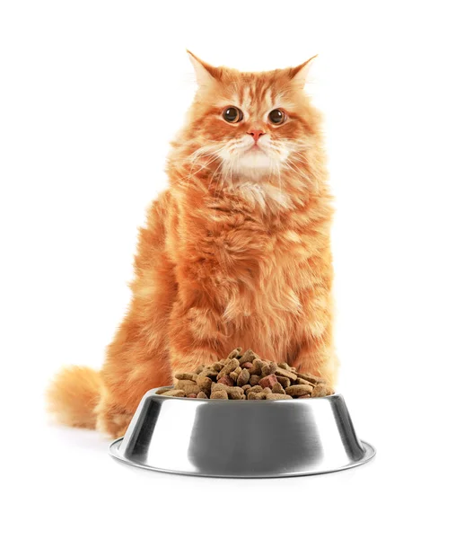 Gato bonito e tigela com alimentos secos — Fotografia de Stock