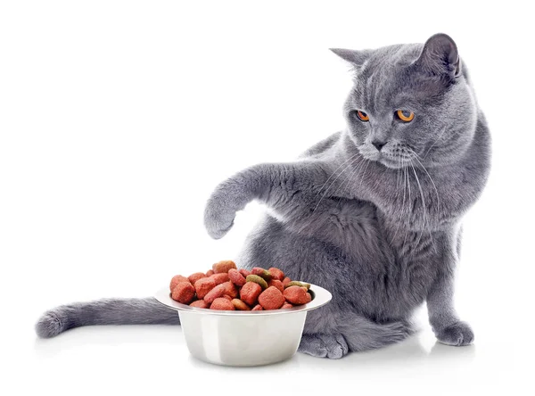 Carino gatto e ciotola con cibo secco — Foto Stock