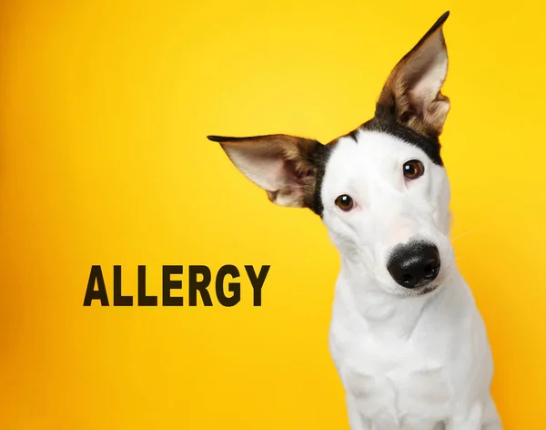 Koncepcja zwierząt alergii — Zdjęcie stockowe